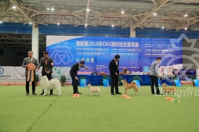 CKU赛事快报 | 3月4日潍坊国际冠军展BIS获奖犬只-7.jpeg