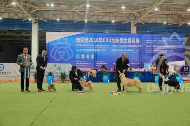 CKU赛事快报 | 3月4日潍坊国际冠军展BIS获奖犬只-12.jpeg