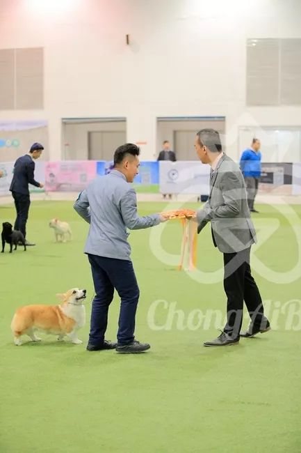 CKU赛事快报 | 3月4日潍坊国际冠军展BIS获奖犬只-11.jpeg