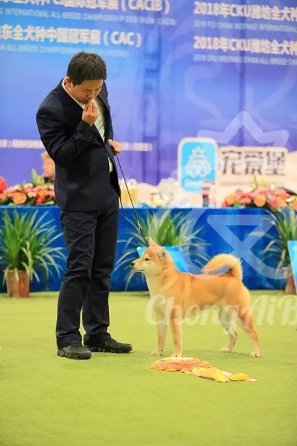 CKU赛事快报 | 3月4日潍坊国际冠军展BIS获奖犬只-10.jpeg