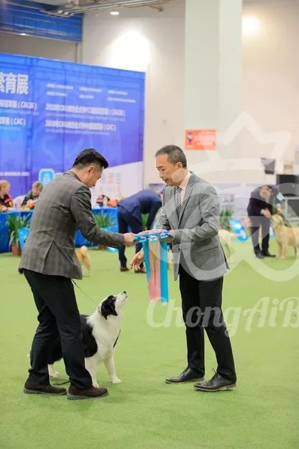 CKU赛事快报 | 3月4日潍坊国际冠军展BIS获奖犬只-16.jpeg