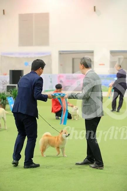 CKU赛事快报 | 3月4日潍坊国际冠军展BIS获奖犬只-14.jpeg