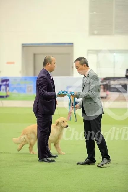 CKU赛事快报 | 3月4日潍坊国际冠军展BIS获奖犬只-15.jpeg