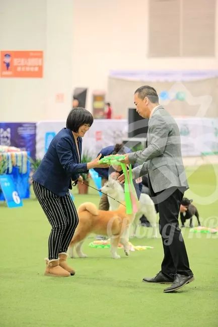 CKU赛事快报 | 3月4日潍坊国际冠军展BIS获奖犬只-18.jpeg