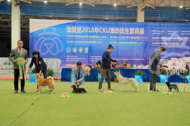CKU赛事快报 | 3月4日潍坊国际冠军展BIS获奖犬只-17.jpeg