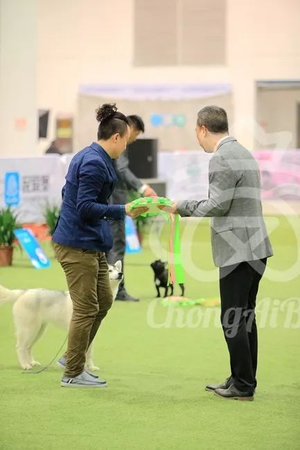 CKU赛事快报 | 3月4日潍坊国际冠军展BIS获奖犬只-20.jpeg