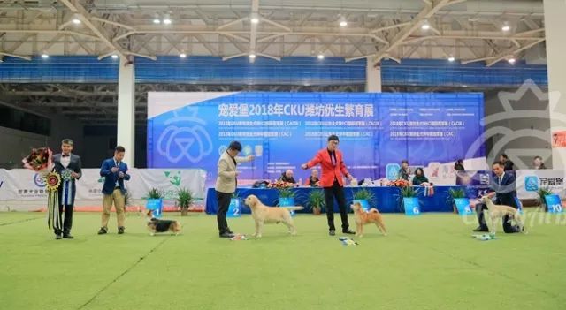 CKU赛事快报 | 3月4日潍坊中国冠军展BIS获奖犬只-2.jpeg