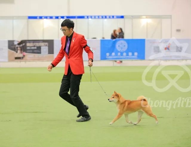CKU赛事快报 | 3月4日潍坊中国冠军展BIS获奖犬只-5.jpeg