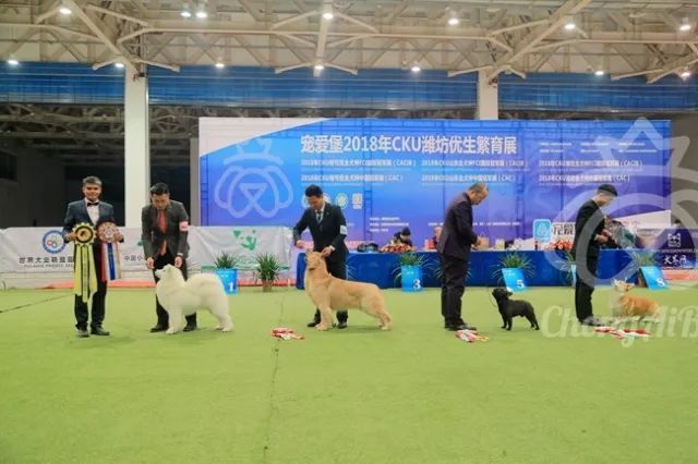CKU赛事快报 | 3月4日潍坊中国冠军展BIS获奖犬只-7.jpeg