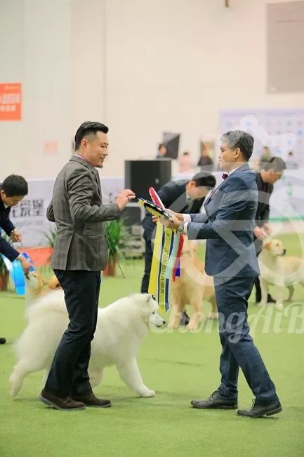 CKU赛事快报 | 3月4日潍坊中国冠军展BIS获奖犬只-8.jpeg