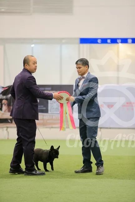 CKU赛事快报 | 3月4日潍坊中国冠军展BIS获奖犬只-10.jpeg