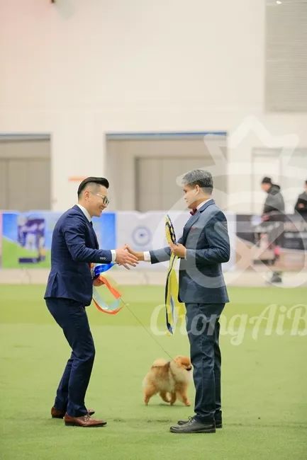 CKU赛事快报 | 3月4日潍坊中国冠军展BIS获奖犬只-13.jpeg