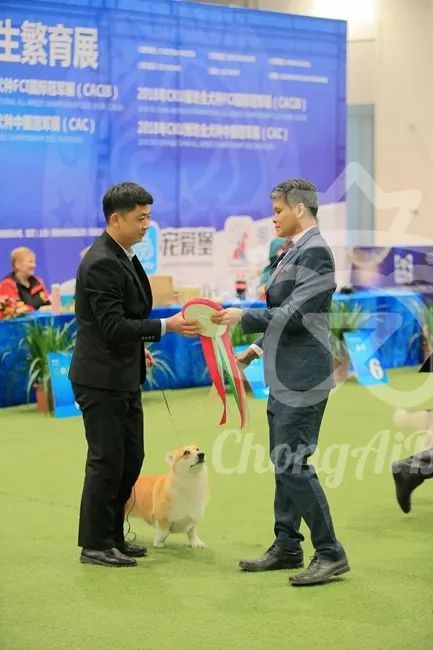 CKU赛事快报 | 3月4日潍坊中国冠军展BIS获奖犬只-11.jpeg
