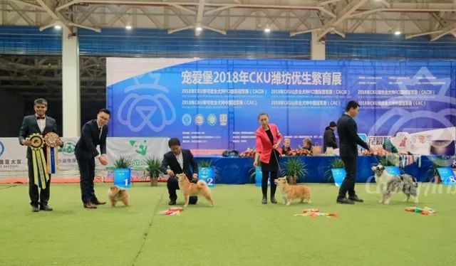 CKU赛事快报 | 3月4日潍坊中国冠军展BIS获奖犬只-12.jpeg
