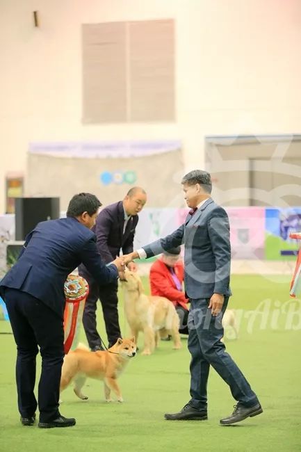 CKU赛事快报 | 3月4日潍坊中国冠军展BIS获奖犬只-14.jpeg
