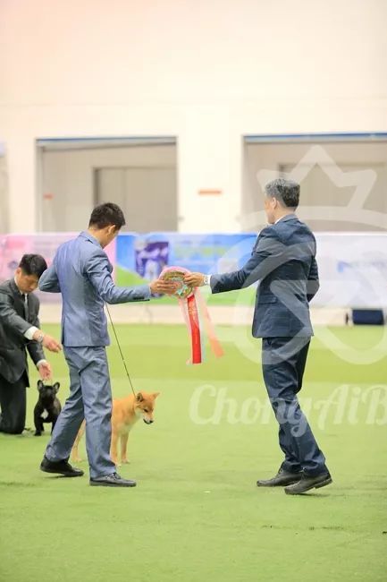 CKU赛事快报 | 3月4日潍坊中国冠军展BIS获奖犬只-19.jpeg