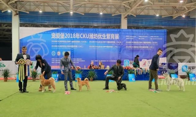 CKU赛事快报 | 3月4日潍坊中国冠军展BIS获奖犬只-17.jpeg