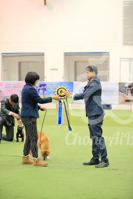 CKU赛事快报 | 3月4日潍坊中国冠军展BIS获奖犬只-18.jpeg