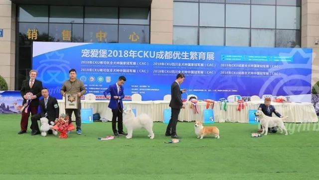 CKU赛事快报 | 3月4日成都国家冠军展BIS获奖犬只-2.jpeg