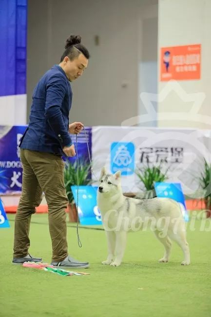 CKU赛事快报 | 3月4日潍坊中国冠军展BIS获奖犬只-21.jpeg