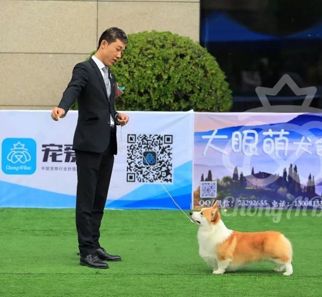 CKU赛事快报 | 3月4日成都国家冠军展BIS获奖犬只-5.jpeg
