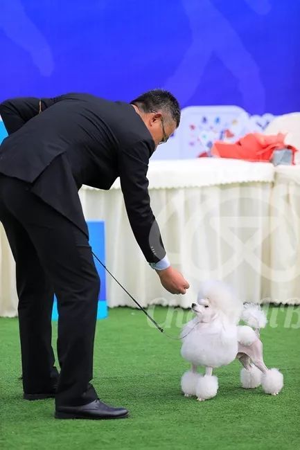 CKU赛事快报 | 3月4日成都国家冠军展BIS获奖犬只-3.jpeg