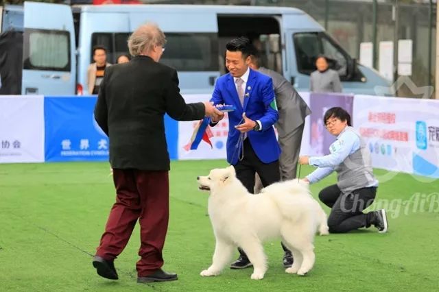 CKU赛事快报 | 3月4日成都国家冠军展BIS获奖犬只-4.jpeg