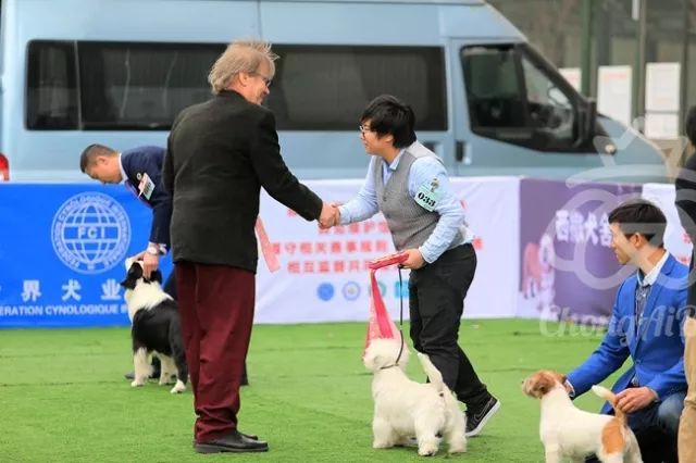 CKU赛事快报 | 3月4日成都国家冠军展BIS获奖犬只-10.jpeg