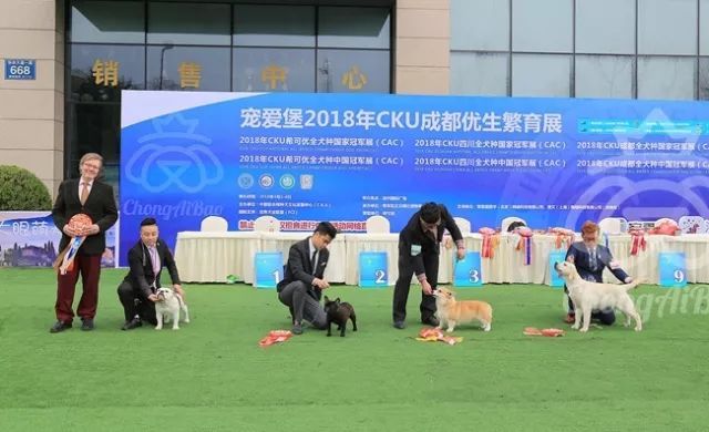 CKU赛事快报 | 3月4日成都国家冠军展BIS获奖犬只-12.jpeg