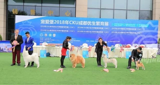 CKU赛事快报 | 3月4日成都国家冠军展BIS获奖犬只-16.jpeg
