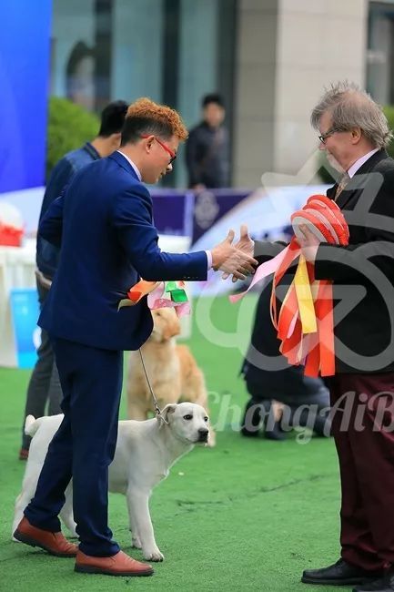 CKU赛事快报 | 3月4日成都国家冠军展BIS获奖犬只-15.jpeg
