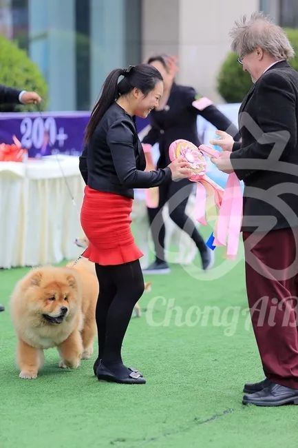 CKU赛事快报 | 3月4日成都国家冠军展BIS获奖犬只-18.jpeg