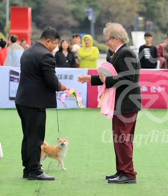 CKU赛事快报 | 3月4日成都国家冠军展BIS获奖犬只-20.jpeg