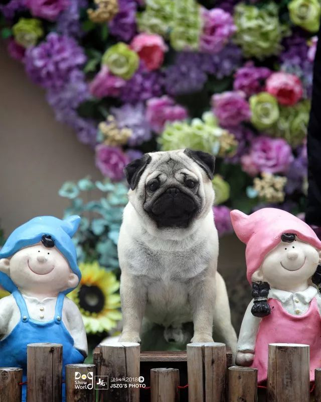 2017年CKU排行榜，八哥犬排行一：Max-4.jpeg