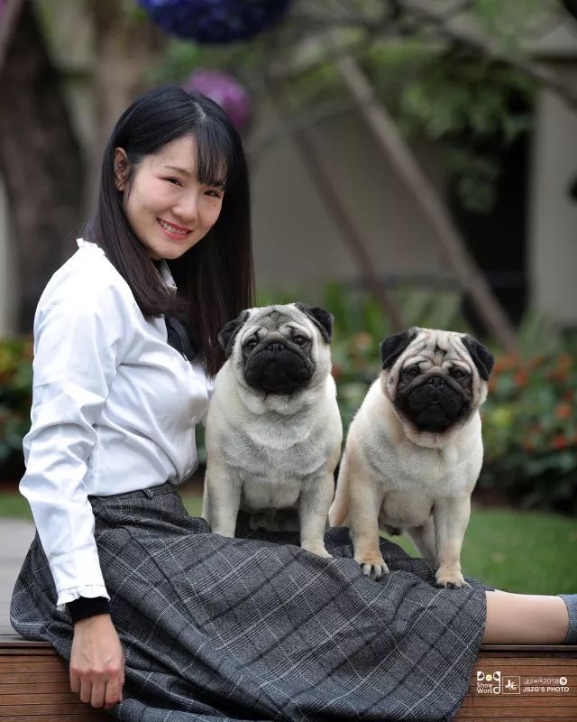 2017年CKU排行榜，八哥犬排行一：Max-5.jpeg