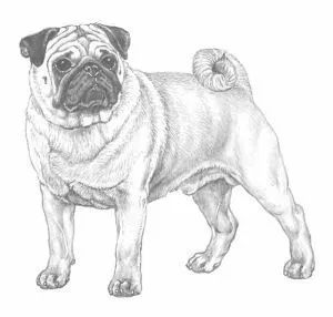 纯种八哥犬有什么典型特征-1.jpeg