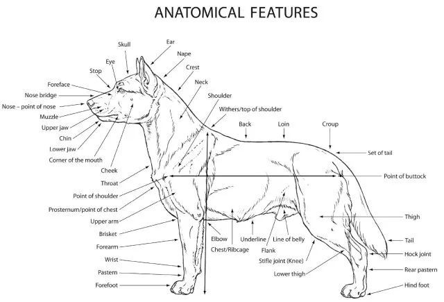 纯种八哥犬有什么典型特征-2.jpeg