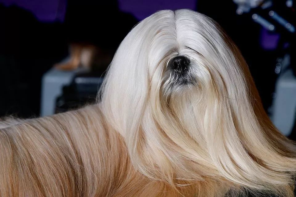 名犬不一定牛，好狗不一定好赢-2.jpeg