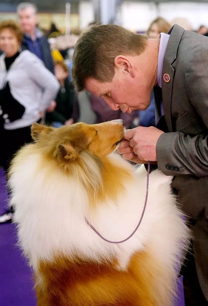 名犬不一定牛，好狗不一定好赢-3.jpeg