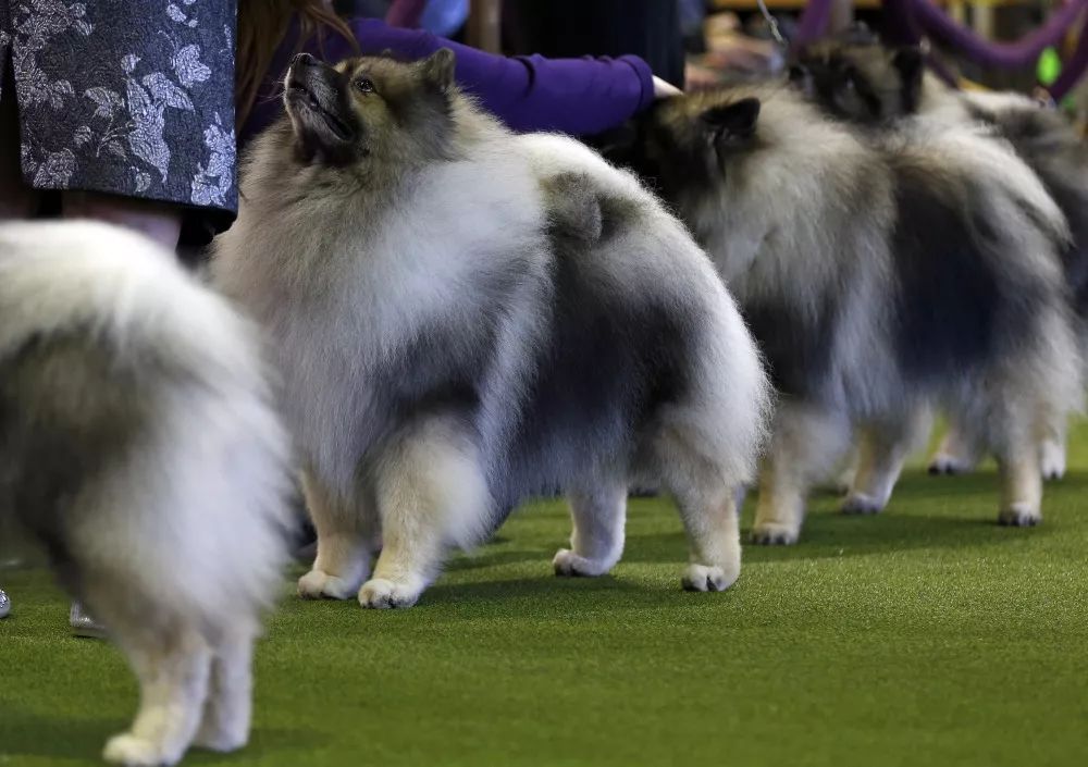 名犬不一定牛，好狗不一定好赢-4.jpeg