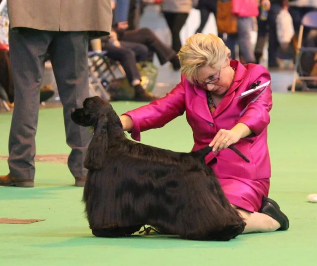 美国可卡和英国可卡有什么区别？-8.jpeg