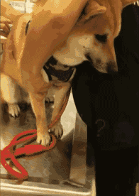 忍不住要说：舍不得花钱，就别养狗了-6.gif