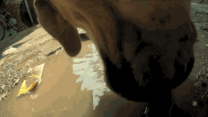 女孩逗狗惨遭毁容 | “人类，你的热情吓坏了我”-6.gif
