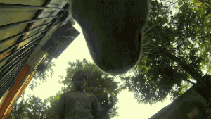 女孩逗狗惨遭毁容 | “人类，你的热情吓坏了我”-5.gif