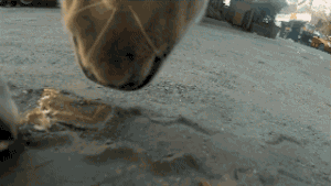 女孩逗狗惨遭毁容 | “人类，你的热情吓坏了我”-7.gif