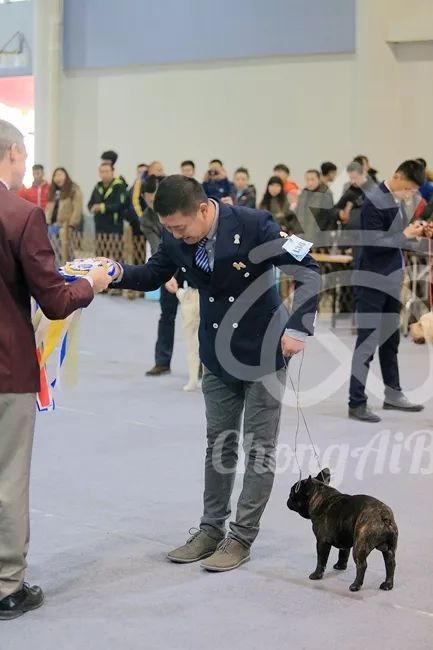 CKU赛事快报 | 3月9日廊坊中国冠军展BIS获奖犬只-5.jpeg