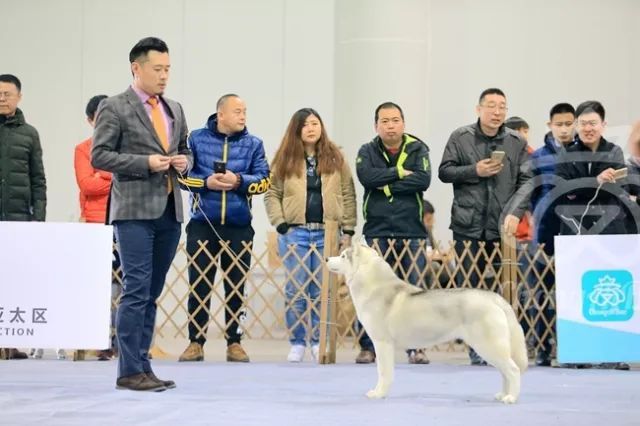CKU赛事快报 | 3月9日廊坊中国冠军展BIS获奖犬只-4.jpeg