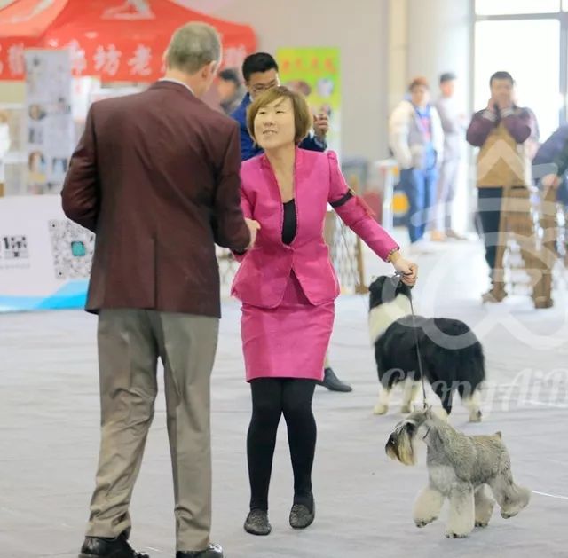 CKU赛事快报 | 3月9日廊坊中国冠军展BIS获奖犬只-6.jpeg