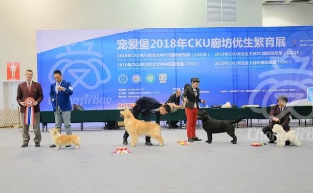 CKU赛事快报 | 3月9日廊坊中国冠军展BIS获奖犬只-7.jpeg