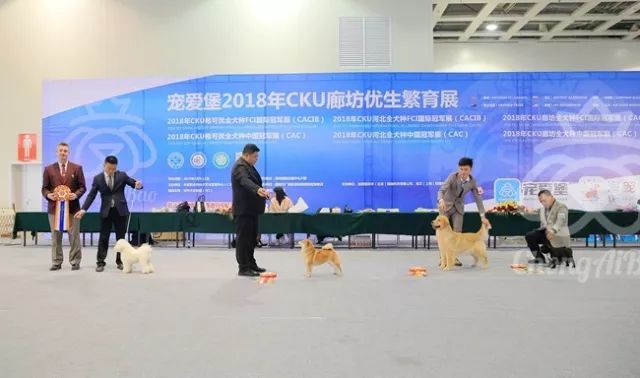 CKU赛事快报 | 3月9日廊坊中国冠军展BIS获奖犬只-12.jpeg
